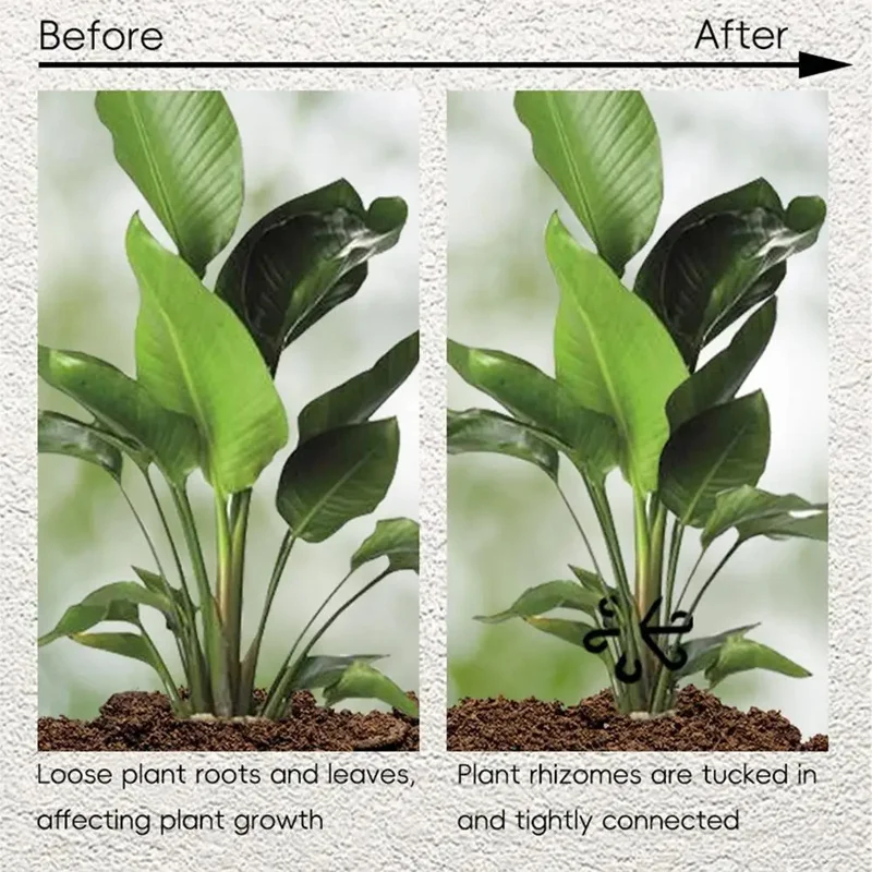 Penyangga Batang Alocasia Mons - Vine Climbing Plastic ulasan dan harga