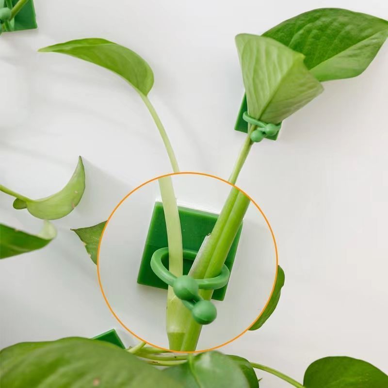 Klip Perekat Tanaman Merambat  - Vine Climbing Plastic ulasan dan harga